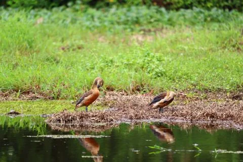 Whistling ducks Stock Photos