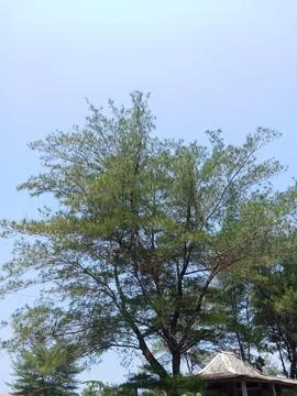 Whistling Pine Tree Branches Against a Clear Blue Sky Stock Photos