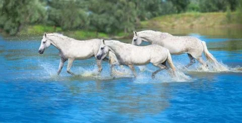 Whit horses Stock Photos