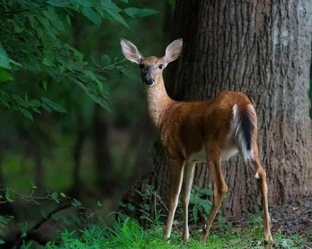 Whit-tailed Doe Stock Photos