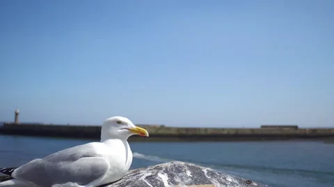Whitby Seagull 動画素材 65290957