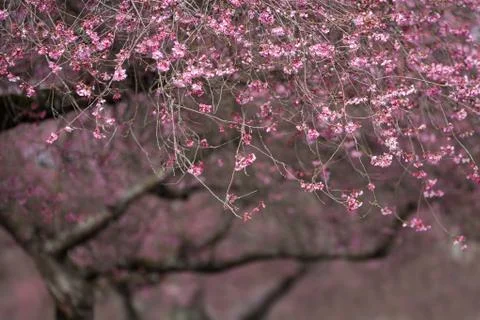 Whitcomb cherry Stock Photos