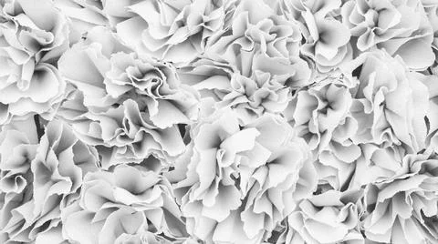 White abstract background with floral elements. 스톡 사진
