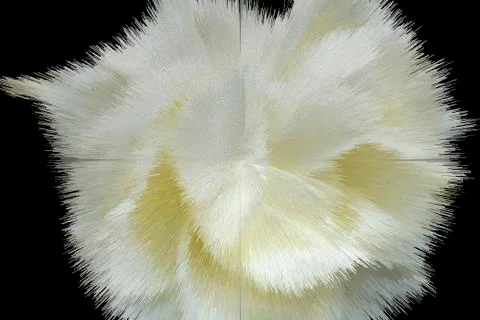 White abstract flower Stock Photos
