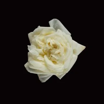 White abstract rose Stock Photos