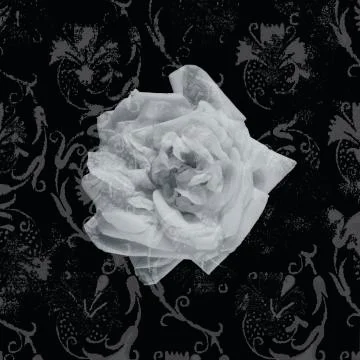 White abstract rose Stock Photos