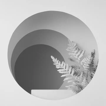 White abstract scene with rectangle podium, white fern leaves, circles frames Stock Photos