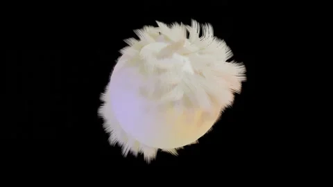 White abstract spherical figure covered with thick hair moves on a black backgro Stock Footage 166618174