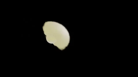 White abstract spherical figure covered with thick hair flies and rotates on a b Stock Footage 166618465