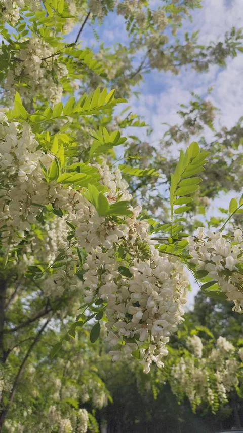 White Acacia Blossoms Blooming on Branches Background in Spring Season green Stock Footage 336610690