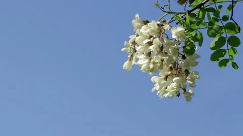 White acacia blossoms Stock Footage 24721210