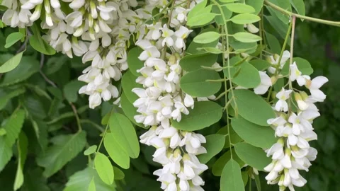 White Acacia Flowers in Bloom on a Tree Video stock 335475037