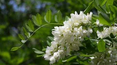 White Acacia Stock Footage 11018181