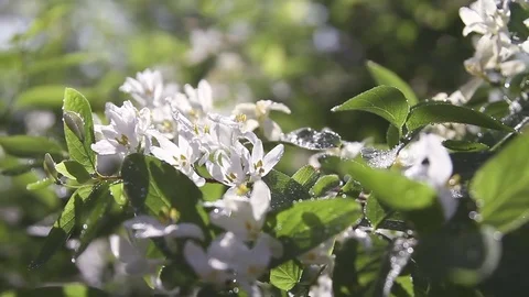 White acacia Stock Footage 76003772