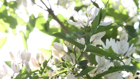 White acacia the sun Stock Footage 88234504