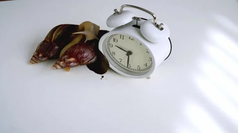 White achatina snail with dark shell crawling near white alarm clock  Stock Footage 151473422