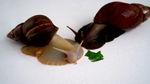 White achatina snail with dark shell crawling and eating leaf  Stock Footage 151478313