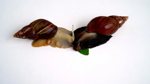 White achatina snail with dark shell crawling and eating leaf  Stock Footage 151478337