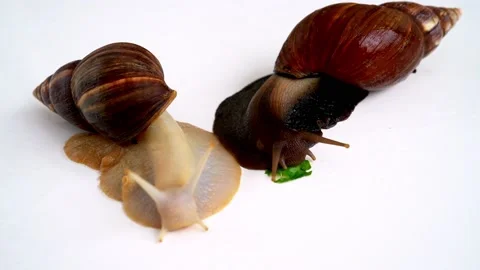 White achatina snail with dark shell crawling and eating leaf  Stock Footage 151478431