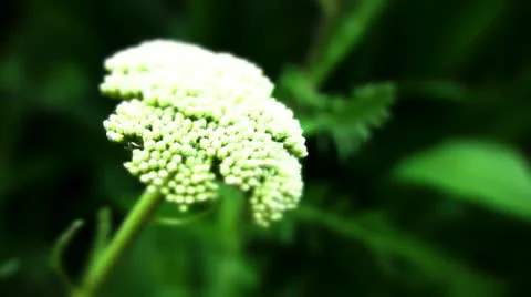 White achillea bud Video stock 10824289