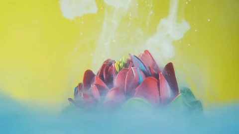 White acrylic ink slowly falling on red flower. Blue ink covering flower in Stock Footage 129742997