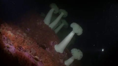 White actinia anemone on background seabed underwater in ocean of Alaska. Stock Footage