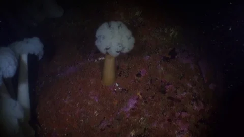 White actinia anemone on background seabed underwater in ocean of Alaska. Stock Footage
