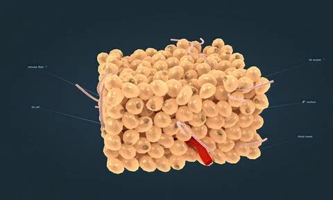 White adipose tissue is one of two types of adipose tissue found in mammals. Stock Illustration