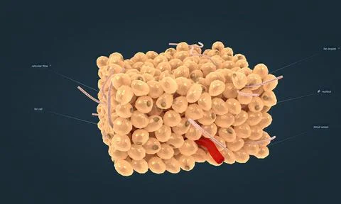 White adipose tissue is one of two types of adipose tissue found in mammals. Stock Illustration