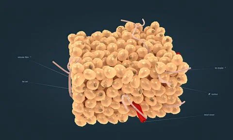 White adipose tissue is one of two types of adipose tissue found in mammals. Stock Illustration