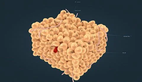 White adipose tissue is one of two types of adipose tissue found in mammals. Stock Illustration