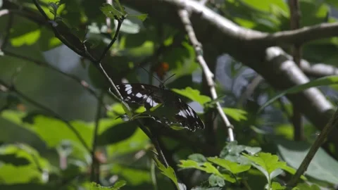 WHITE ADMIRAL BUTTERFLY 4K Stock Footage 133630760