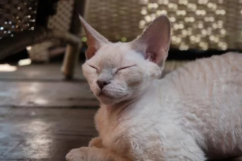 White adorable devon rex sleeping on a floor Stock Photos