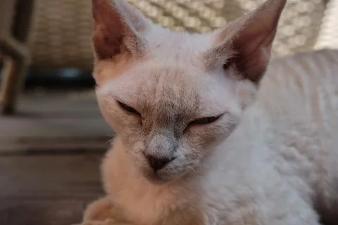 White adorable devon rex sleeping on a floor Stock Photos