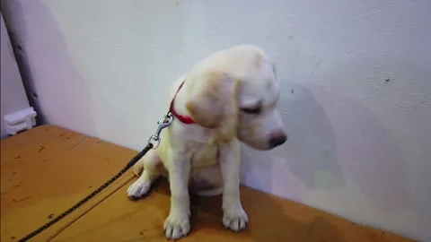 White adorable lab puppy first ever visits to the vet Stock Footage 205565344