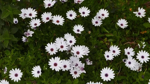 White African Daisies in the Spring Stock Footage 88020057