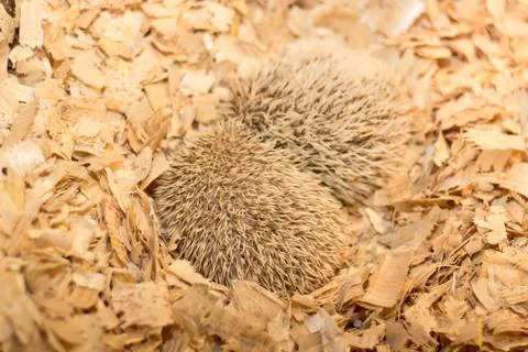 White African hedgehogs sleeping Stock Photos