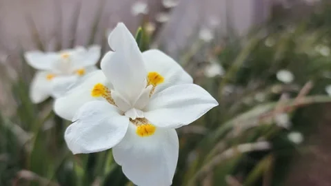 White african iris morea flower closer-up Stock-Footage 194625871