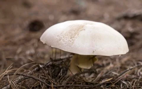 White Agaric Mushroom Stock Photos