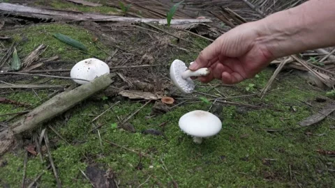 White agaricus arvensis Video stock 157524732