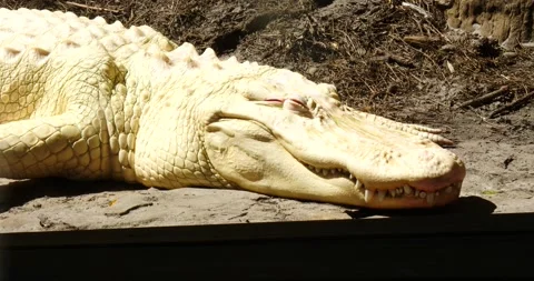 White Albino Alligator a Deadly Predator in Florida Stock-Footage 242557804