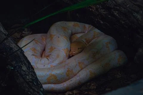 White Albino Burmese Python Resting in Shaded Enclosure 写真素材