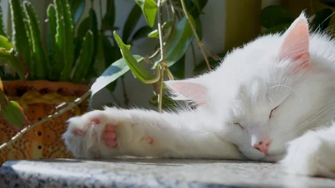 White albino cat sleeping Stock Footage 100333148