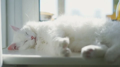 White albino cat sleeping Stock Footage 100333199