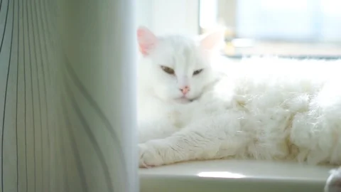 White albino cat sleeping Stock Footage 100333201