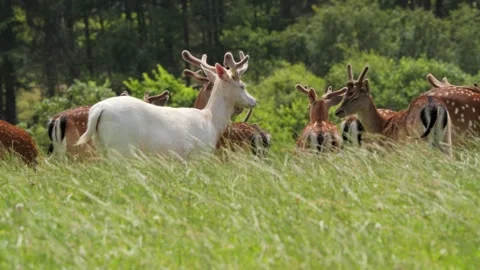 White albino fallow deer stag running in a herd Stock Footage 338237672