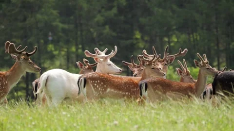 White albino fallow deer standing out in herd Stock Footage 338238077