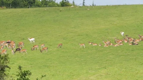 White albino fallow deer walking through herd in green meadow Stock Footage 338232761