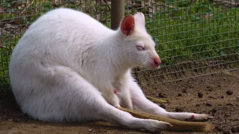 An white albino kangaroo Stock Footage 270560666