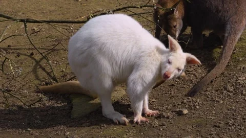 A white albino kangaroo Stock Footage 270562820